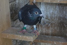 P1020582pui2009
