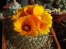 DSCF0528
