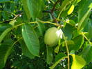 DSCF4629