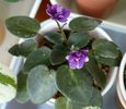 mini violeta Midnight Waltz