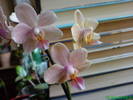 Orhidee midi