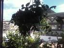 Foto0337