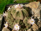 aztekium_ritteri_inflorit