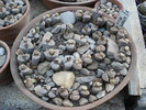 DSC00617