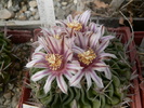 echinofossulocactus_kellerianus