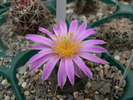 echinocereus_knippelianus_v.reyesii_GL 507