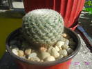 Mammillaria albilanata