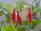 Picture 021