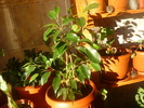 ficus benjamina