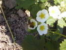 Fotografii-0049