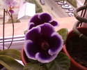 gloxinia mov cu margine alba