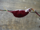 Ornamental Sweet Pea (2009, Oct.04)