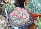 Mammillaria bocasana rosaflora
