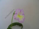 Streptocarpus roz galben 3
