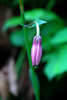 Crini-de-padure_8