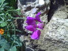 PICT0099