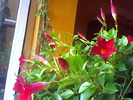 sundaville