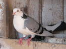 Femela Cazatoare