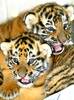 Tigri 3