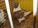 06157 modenezg brown 1