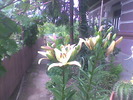 CRINI