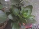 KALANCHOE