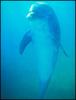 delfin_jup_130