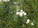DSCN0570