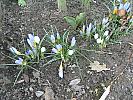 Crocus 26 feb 2009 (2)