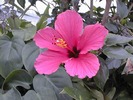 Pink%20Hibiscus