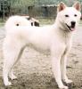 JINDO KOREAN