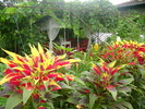 Amaranthus tricolor