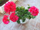 Picture 037