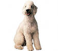 bedlington_terrier