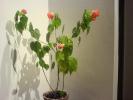 abutilon