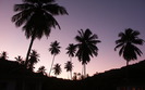 465_twilightpalms_1440x900