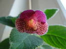 Kohleria Ampallang 6