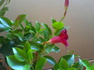 Picture 020