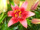 LILIUM