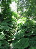 Constanta 2009 159
