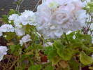 09052009422