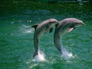 dolphins_wallpapers_40[1]