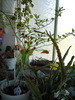 floricele 048