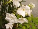 nerium oleander