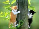 pisici in copac