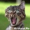 avatar_31[1]