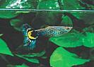 Poecilia%20reticulata