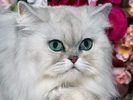 Silver Shaded Persian