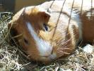 Guinea_pig 8