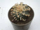 Lophophora williamsii